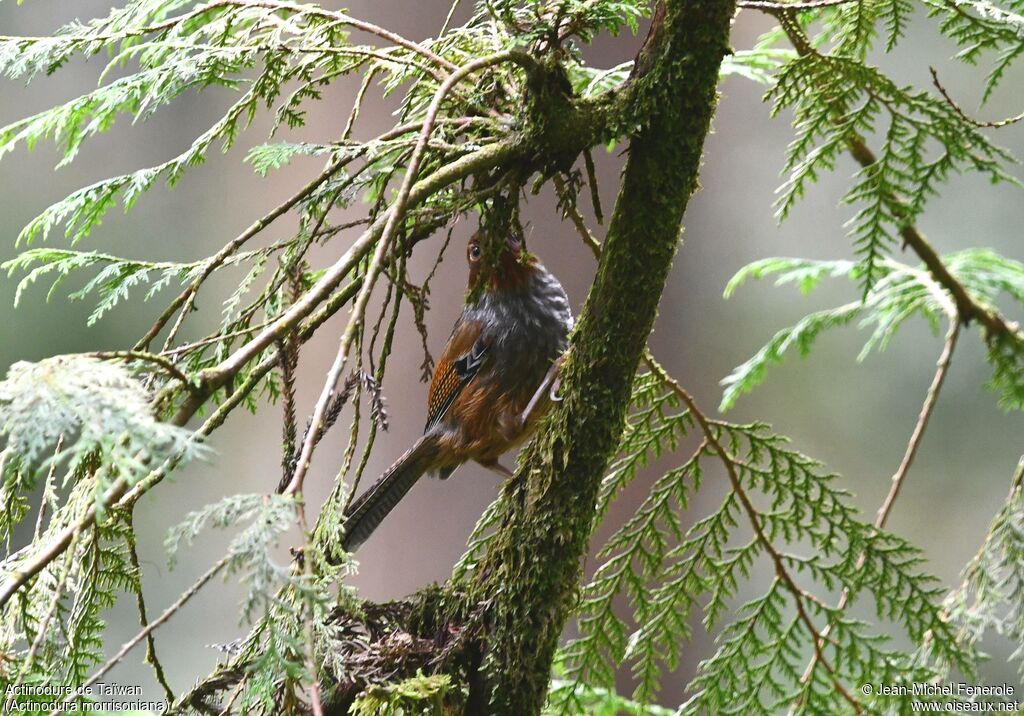 Actinodure de Taïwan