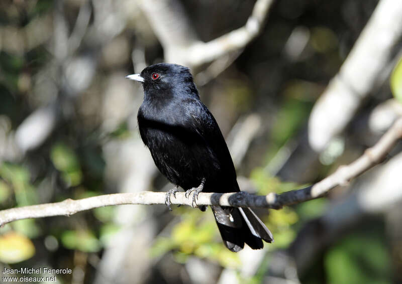 Blue-billed Black Tyrant male adult, identification