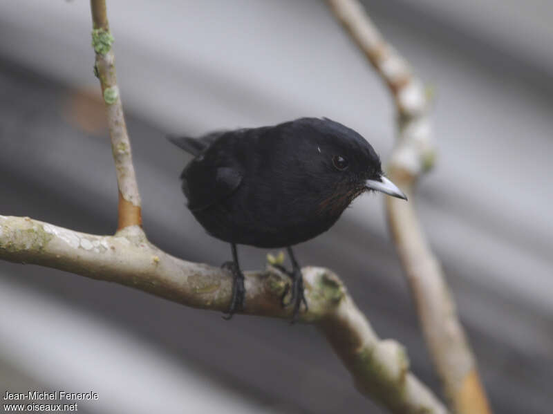 Velvety Black Tyrant female adult, close-up portrait