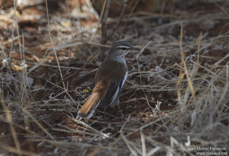 White-browed Scrub Robin