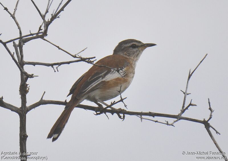 White-browed Scrub Robin