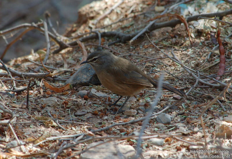 Karoo Scrub Robin, identification