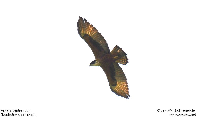 Rufous-bellied Eagle