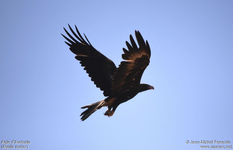 Wedge-tailed Eagle