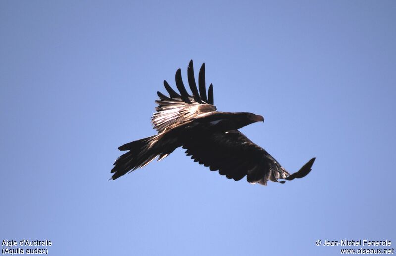 Wedge-tailed Eagle