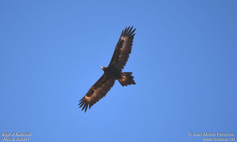 Aigle d'Australie