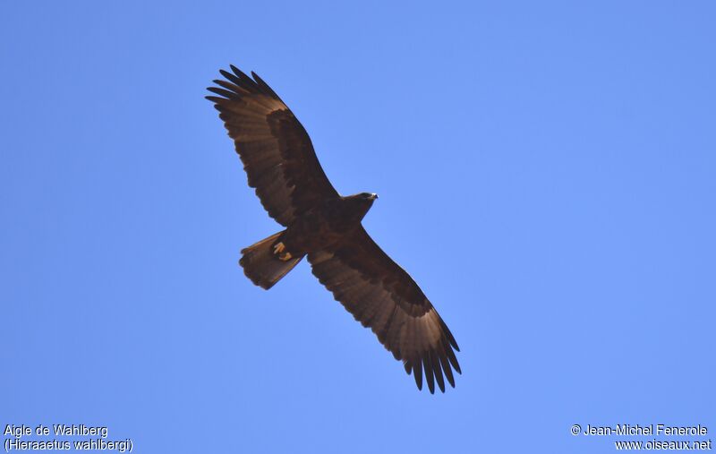 Aigle de Wahlberg