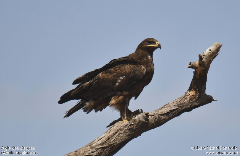 Aigle des steppes