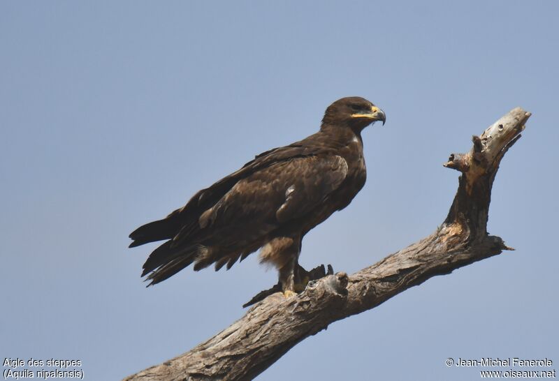 Steppe Eagle