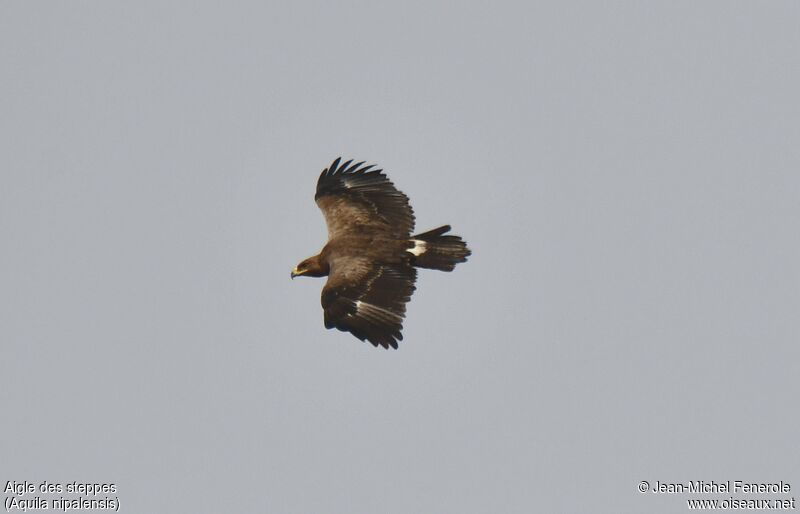 Aigle des steppes