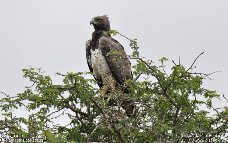 Martial Eagle