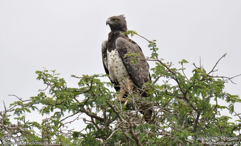 Martial Eagle