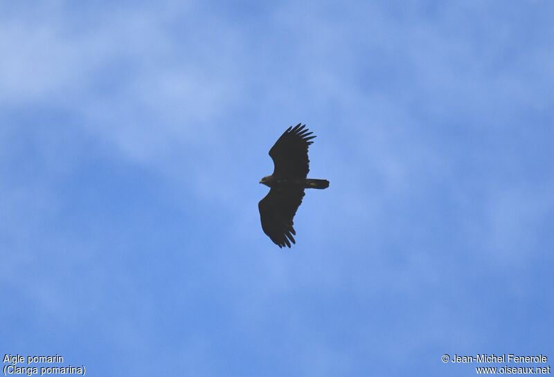 Lesser Spotted Eagle