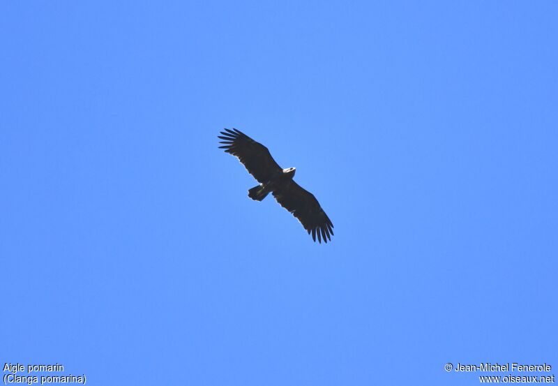 Lesser Spotted Eagle