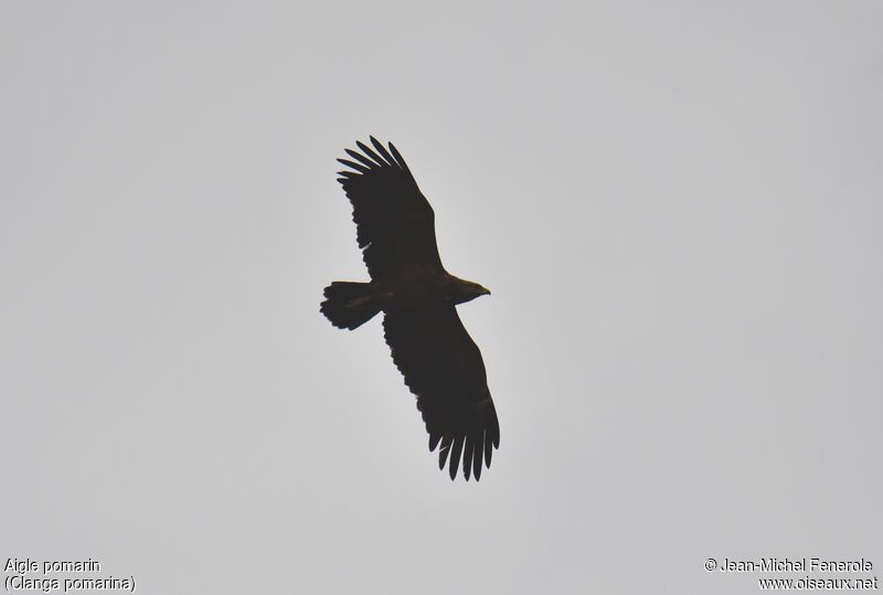 Aigle pomarin