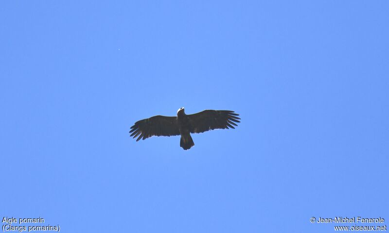 Aigle pomarin