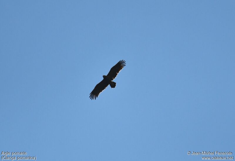 Lesser Spotted Eagle