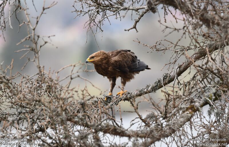 Lesser Spotted Eagle