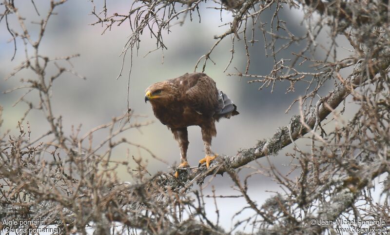 Lesser Spotted Eagle