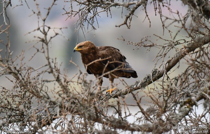 Aigle pomarin