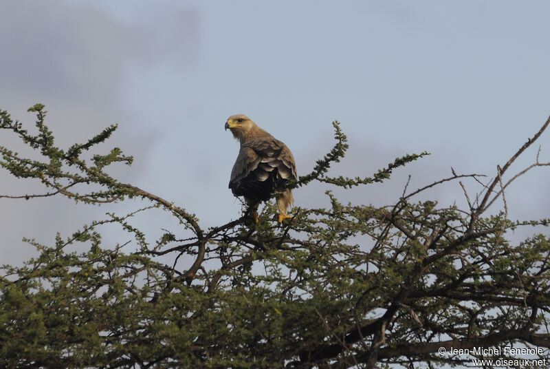 Aigle ravisseur