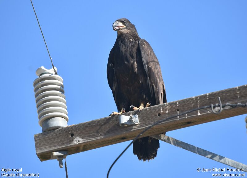 Golden Eagle