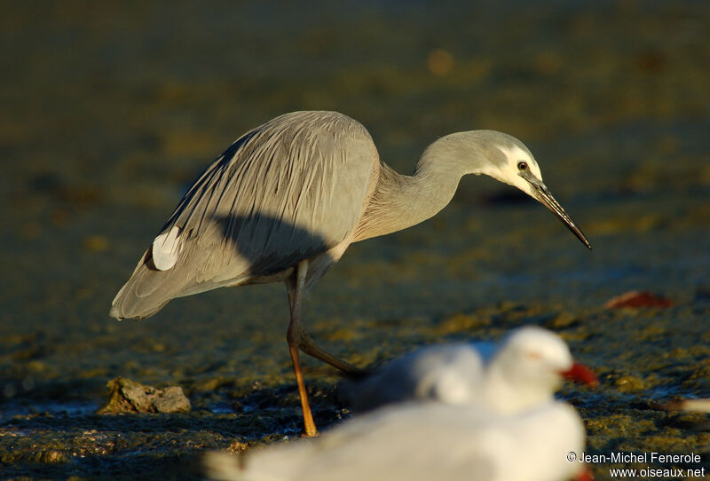 Aigrette à face blancheadulte