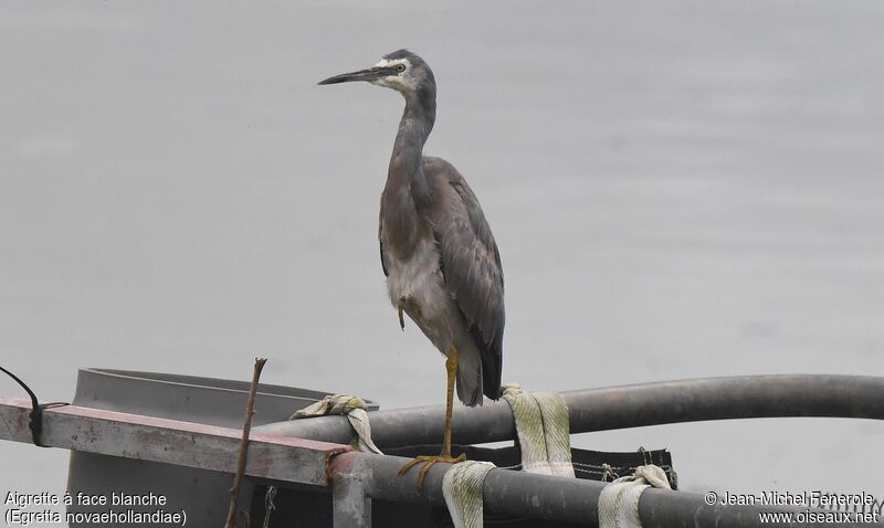 White-faced Heron