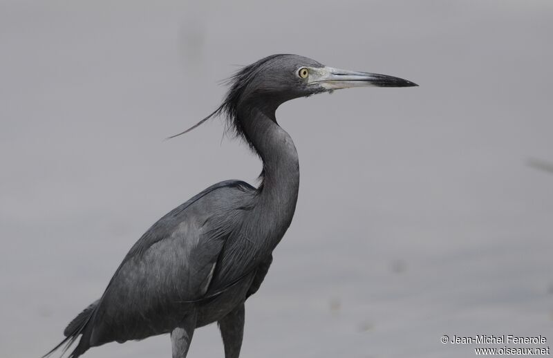 Aigrette bleue