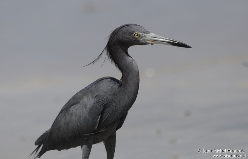 Little Blue Heron