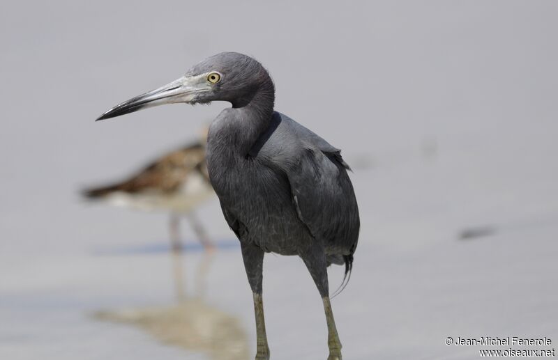 Little Blue Heron