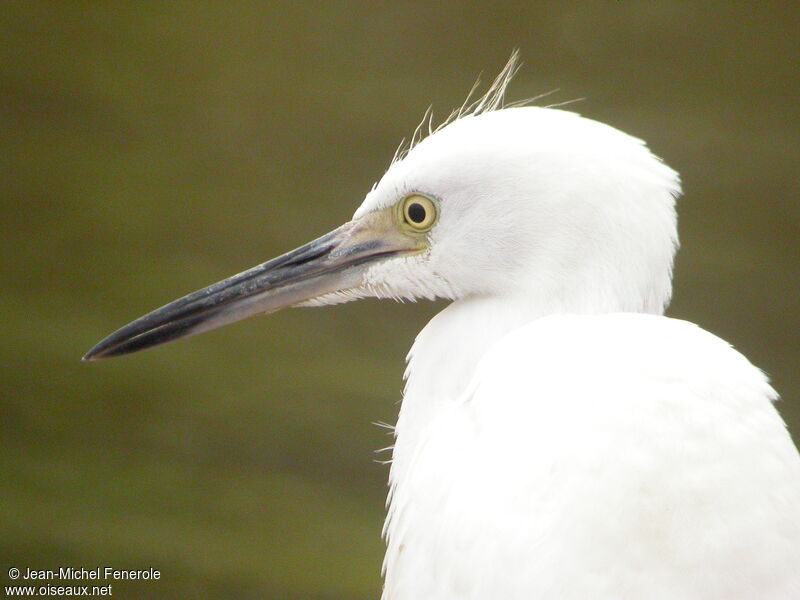 Little Blue Heron