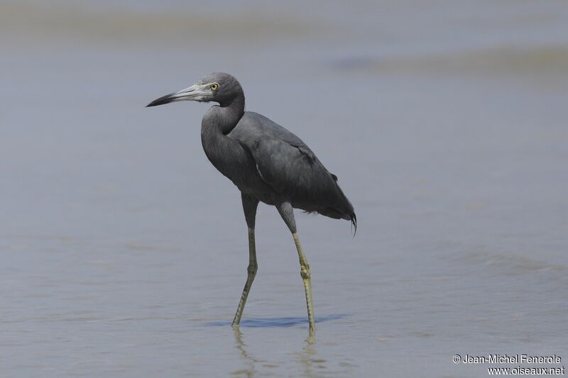 Aigrette bleue