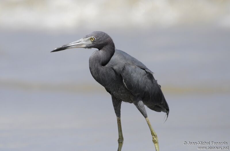 Aigrette bleue