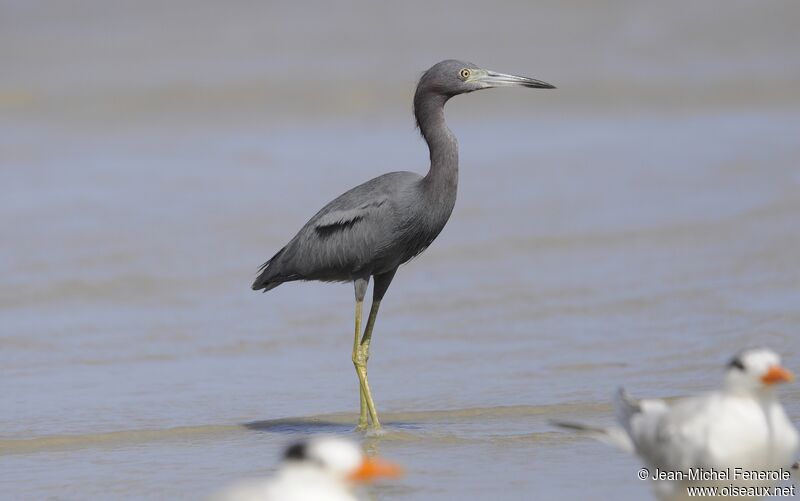 Little Blue Heron