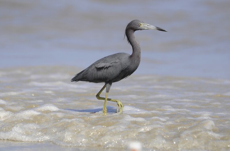 Little Blue Heron