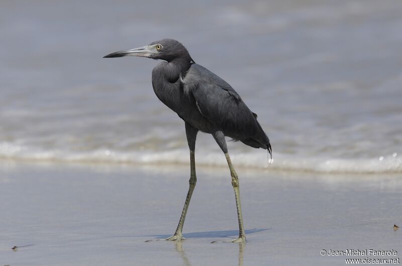 Aigrette bleue