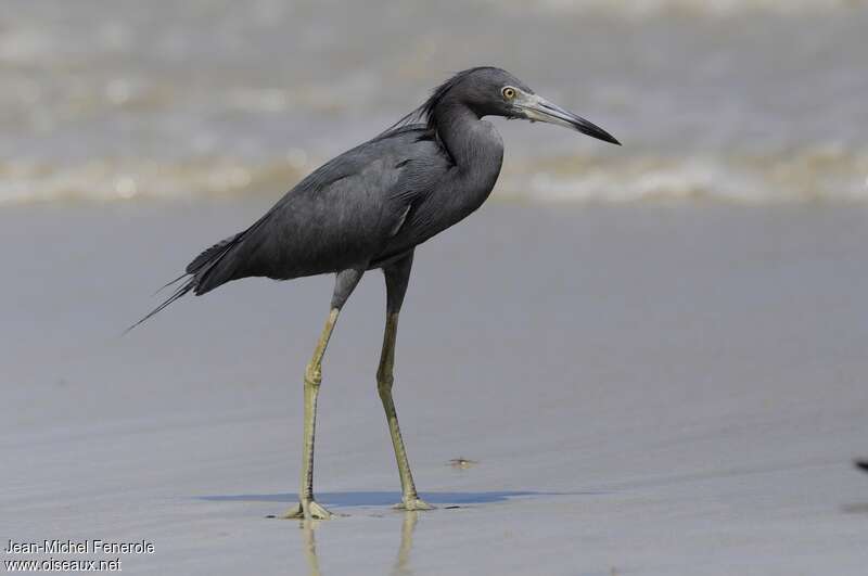 Aigrette bleueadulte internuptial, identification