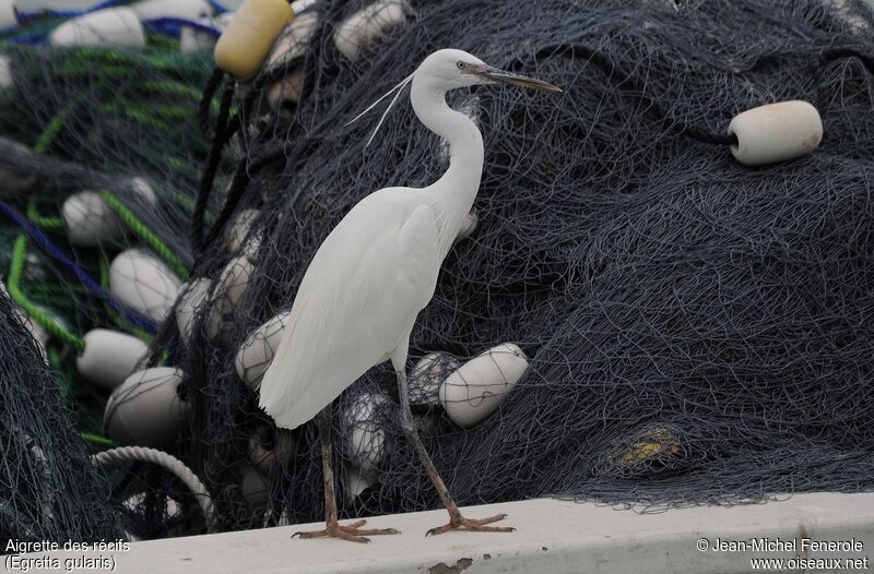 Aigrette des récifs