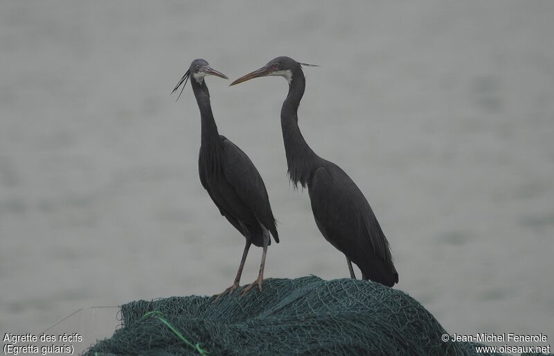 Western Reef Heron