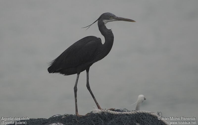 Western Reef Heron