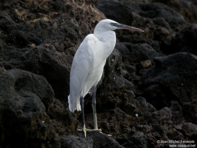 Aigrette des récifs