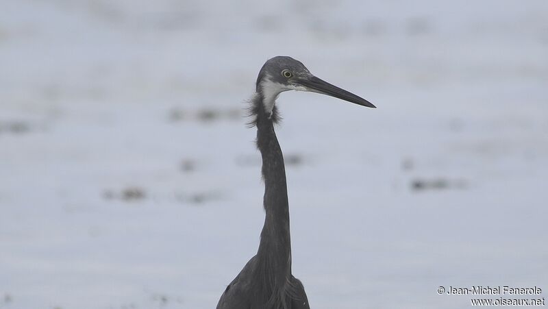 Aigrette dimorphe