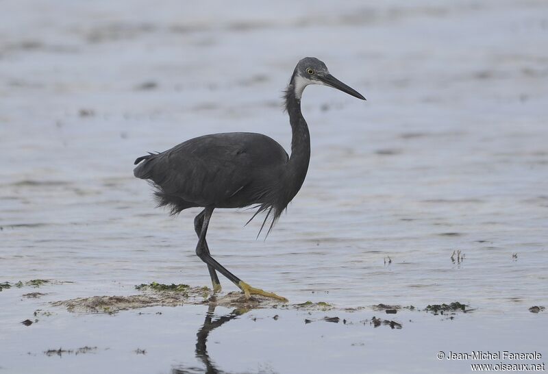 Dimorphic Egret