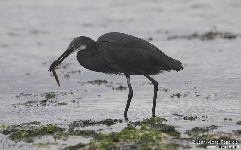 Dimorphic Egret