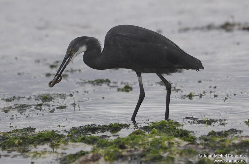 Aigrette dimorphe