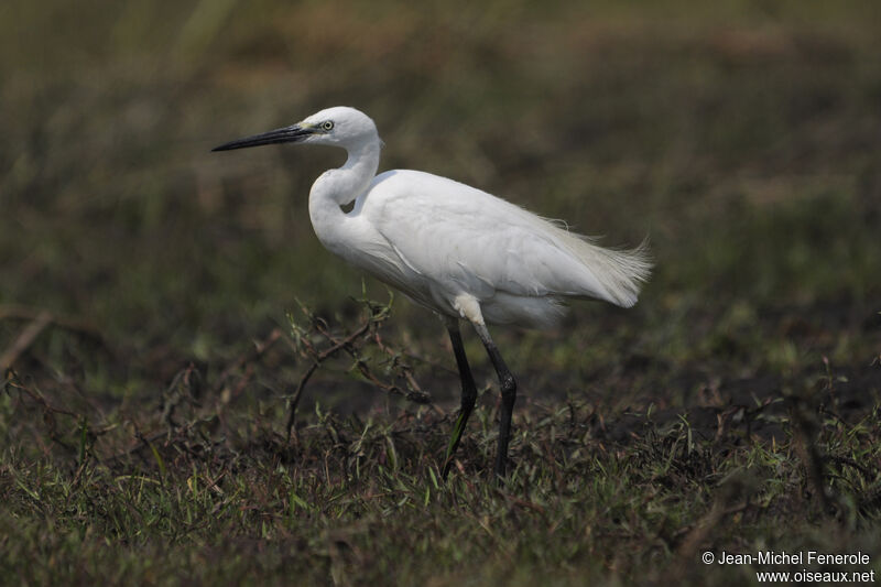 Little Egret