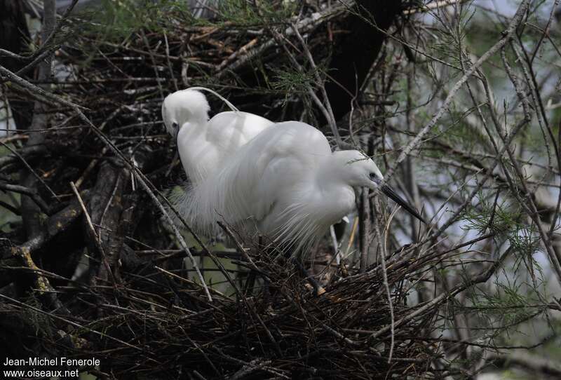 Aigrette garzetteadulte nuptial, parade