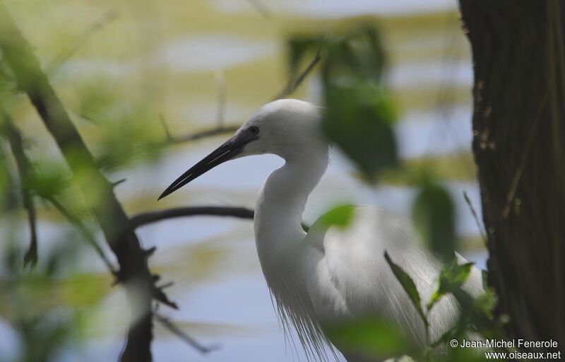 Aigrette garzette