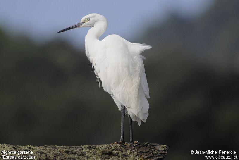 Little Egret